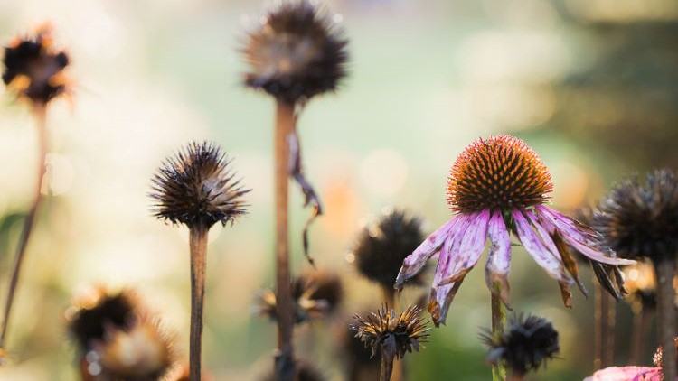 Dying flowers by Kristy Dooley