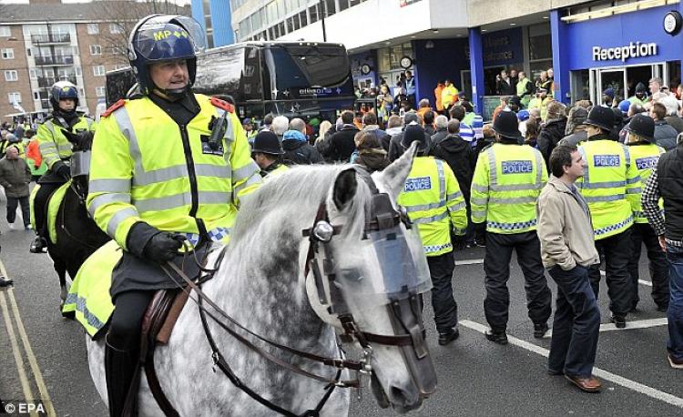 A police horse